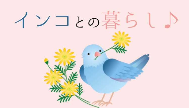 cook 今日なに作ろ？